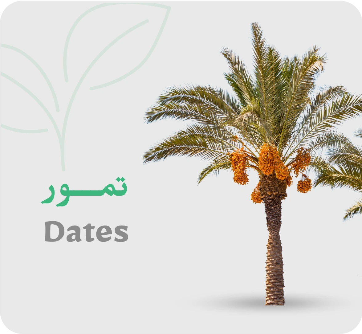تمور
